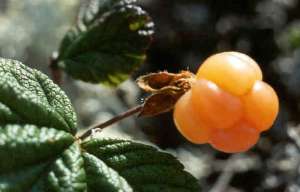 fruit a maturit&eacute;